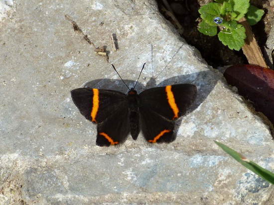 Lyssipoides metalmark