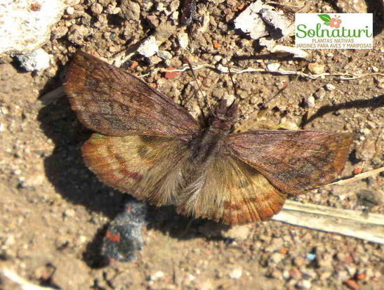 Dichrous skipper