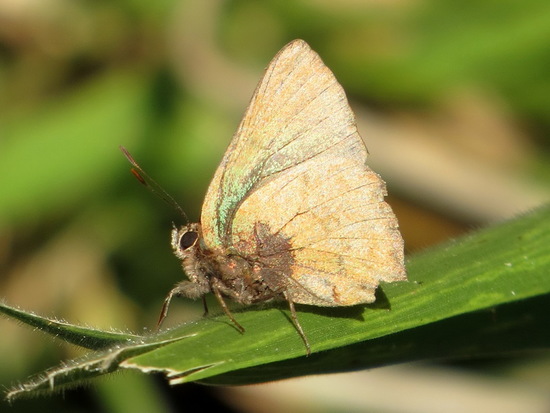Remus greenstreak