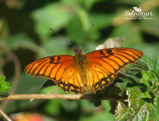 Mexican silverspot