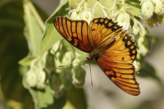 Mexican silverspot