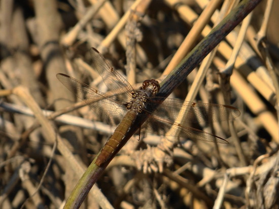 Dragonfly/Skimmers