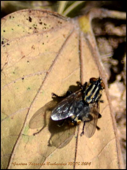 Flesh fly