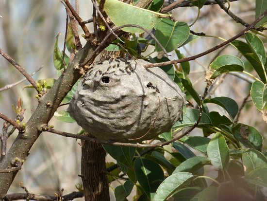 Camuati wasp