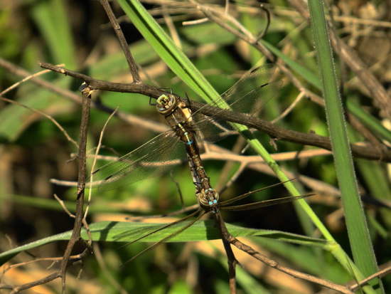 Dragonfly/Darners