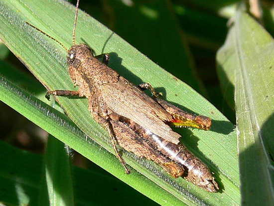 Spur-throated grasshopper