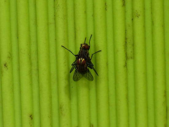 Flesh fly