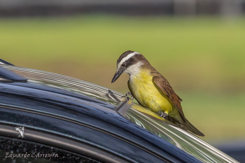 A great kiskadee exploring