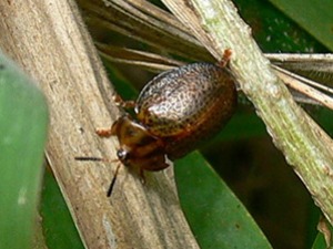 Escarabajo tortuga/Chelimorpha sp.