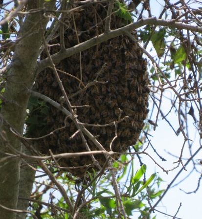 Abeja europea
