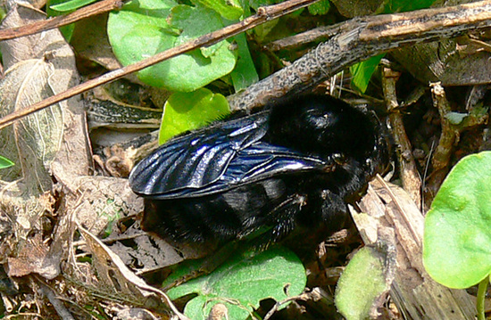 Abejorro