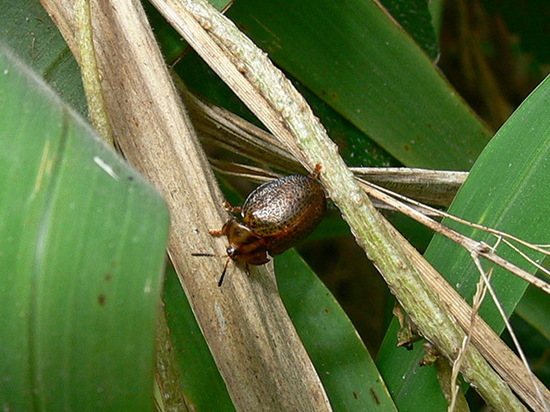 Tortoise beetle
