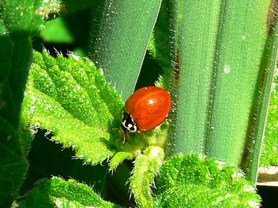 Lady beetle