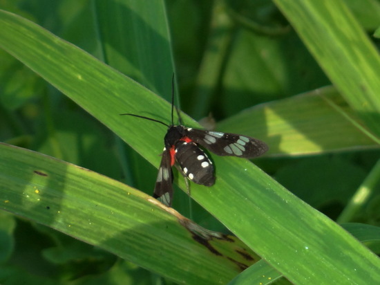 Polilla tigre
