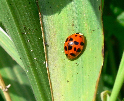 Multicoloured Asian lady beetle