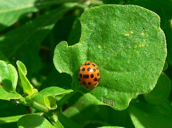 Lady beetle