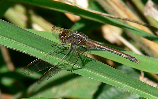 Dragonfly