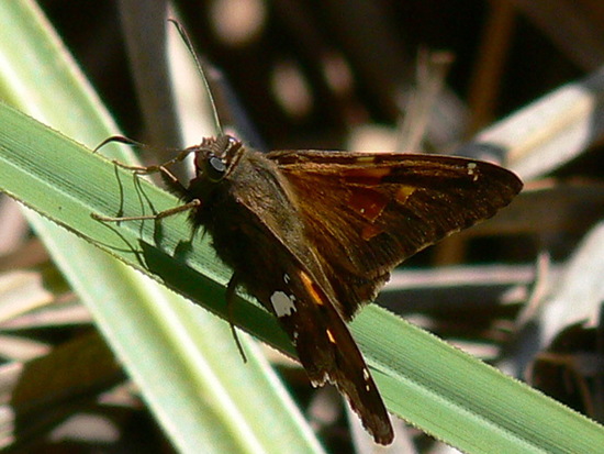 Plateada común