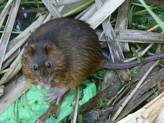 Ratas de pantano