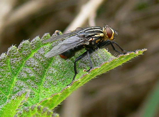 Flesh fly
