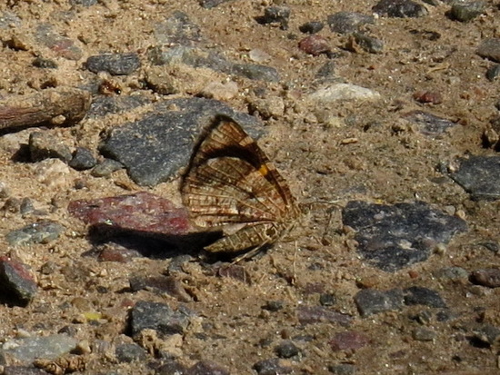 Polilla geómetra