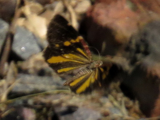 Polilla geómetra