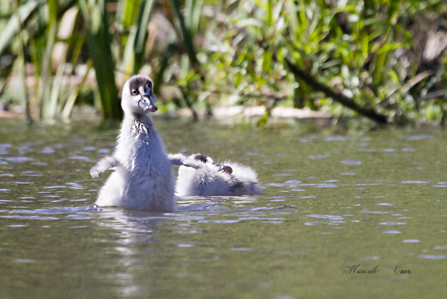 Developmental cycle - Coscoroba swan