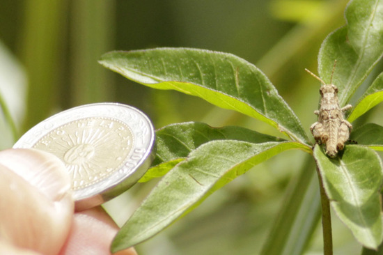 Short-horned grasshopper