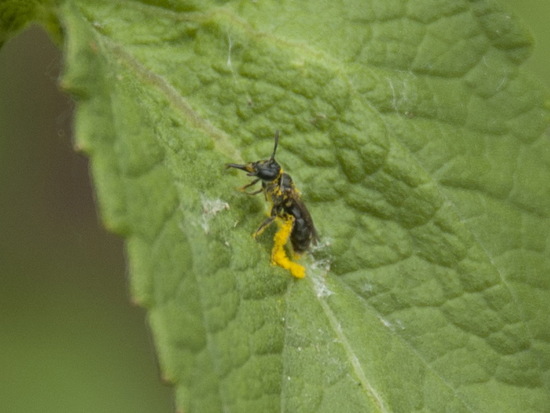 Mining bees