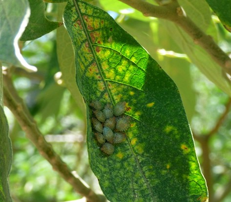 Tomato stink bug