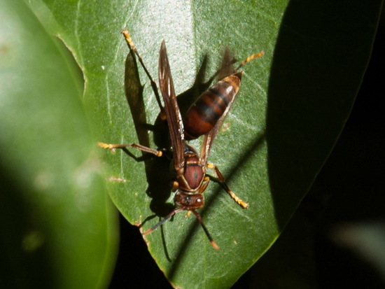 Avispa papelera colorada