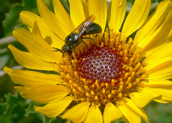 Small carpenter bee