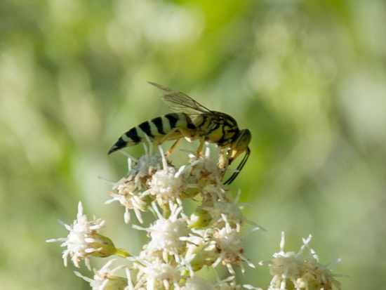 Apoid wasp