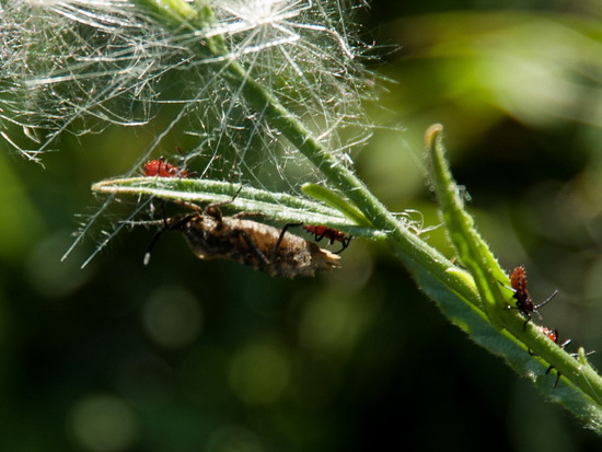 Leaf-footed bugs