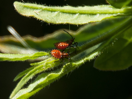 Leaf-footed bugs