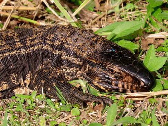 Lagarto overo