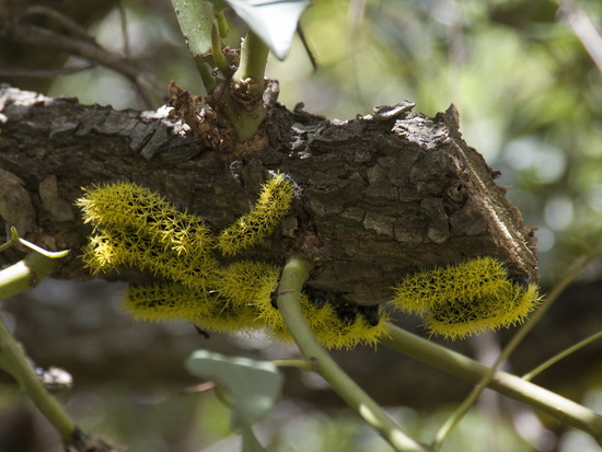 Polilla ojos de venado