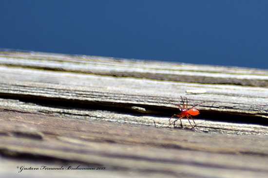Dwarf spider