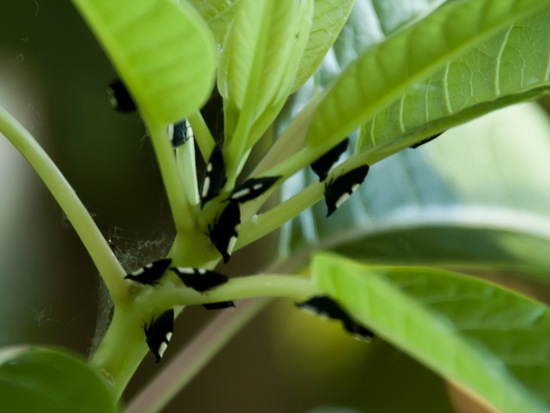 Treehopper
