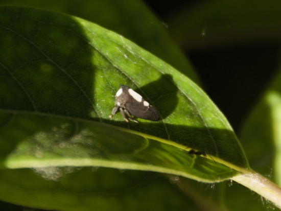 Treehopper