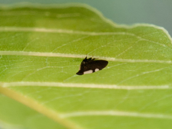 Treehopper