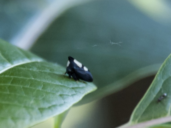 Treehopper