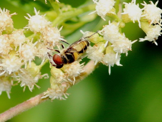 Hoverfly
