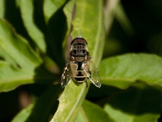 Hoverfly