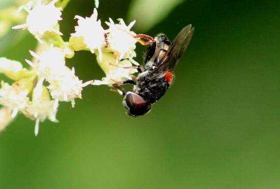 Hoverfly