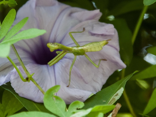 Mantid