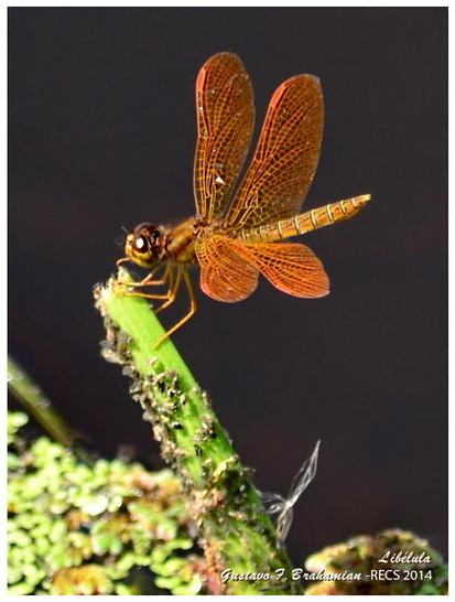 Dragonfly/Skimmers