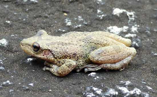 Rana roncadora