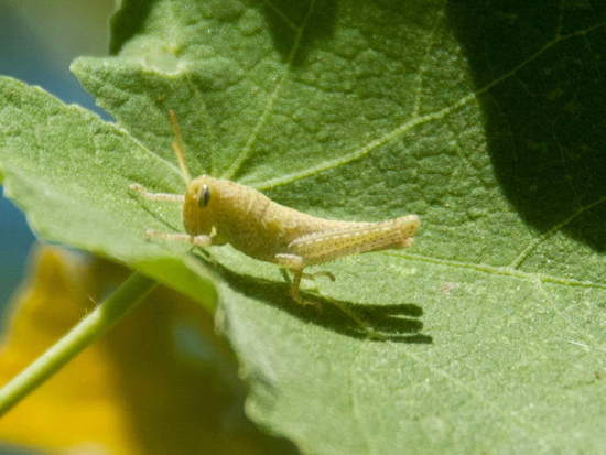 Yellow-lined Grasshopper