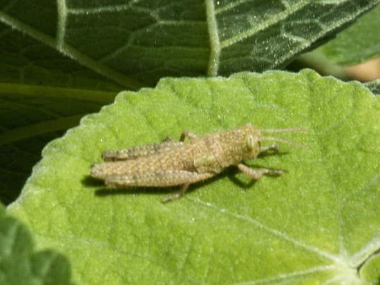 Yellow-lined Grasshopper